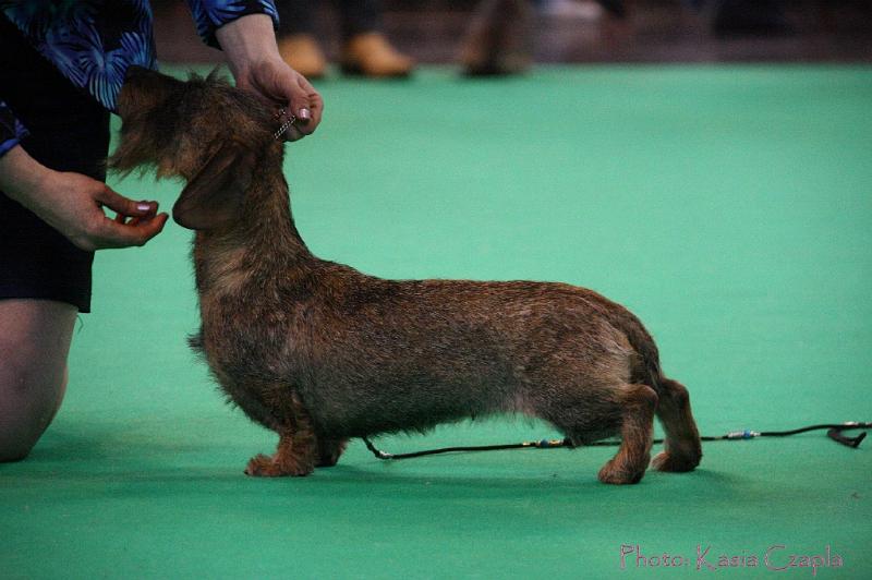 Crufts2011_2 1402.jpg